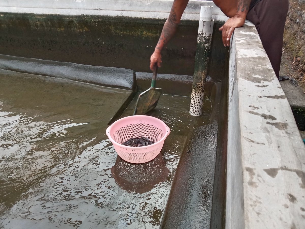 made_rastini's tweet photo. Senin, 20/11/2023, jerorastini luhkan Badung pendampingan dan pendataan produksi di Pokdakan Mina gumuh Ayu, panen benih lele 2.000 ekor harga jual rp 1000/ekor
@bppsdm_kp 
#puslatluhkp
#GiatluhkanSatminkalGondol
#djpbkp https://t.co/qZzXQQUAbj