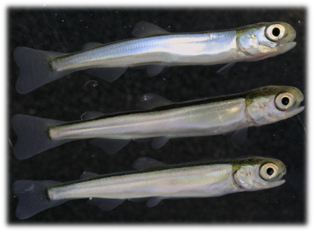 Jaakko Erkinaro (@jaakkoerkinaro) on Twitter photo New paper on active freshwater feeding of juvenile pink salmon in a large subarctic river running into the Barents Sea: seasonal changes in abundance, size, feeding, stable isotope values ➡️
onlinelibrary.wiley.com/doi/10.1111/jf…
<a href="/TheFSBI/">fsbi</a> #JFB @LukeFinlandInt <a href="/WaterlooBio/">Waterloo Biology</a> @KytokorpiMikko New paper on active freshwater feeding of juvenile pink salmon in a large subarctic river running into the Barents Sea: seasonal changes in abundance, size, feeding, stable isotope values ➡️
onlinelibrary.wiley.com/doi/10.1111/jf…
<a href="/TheFSBI/">fsbi</a> #JFB @LukeFinlandInt <a href="/WaterlooBio/">Waterloo Biology</a> @KytokorpiMikko
