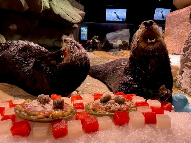 Even our sea otters are getting ready for Thanksgiving! Sea otters can eat upwards of 25% of their body weight, so this may be the perfect holiday for them. 😄