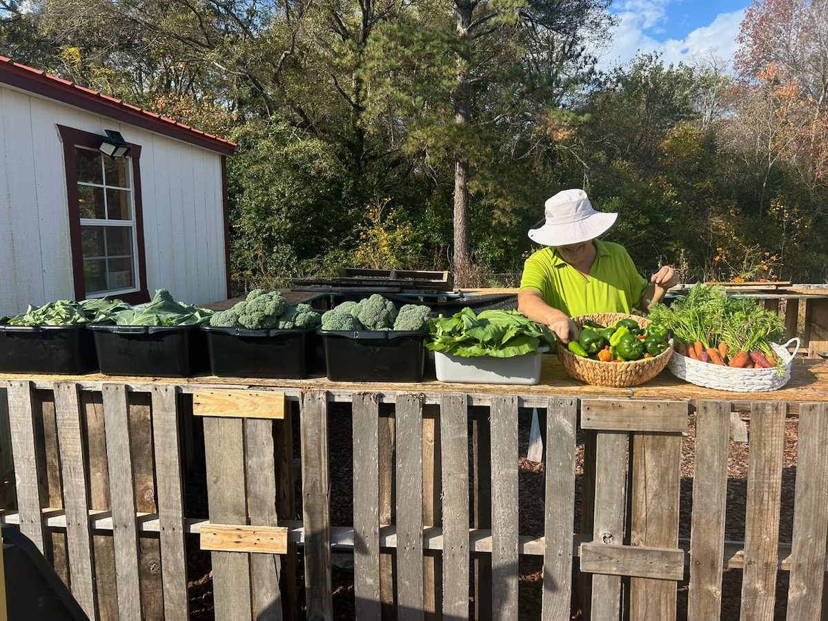 UnitedWayCG's tweet photo. Fresh from The Gardens at Brookdale: 32 lbs broccoli, 12 lbs collards, 6 lbs mustard greens, 7 lbs peppers, and 5 lbs carrots—all harvested yesterday! Our compost, from tomato trimmings and green bean bushes, is pure gold. Wishing you a Thanksgiving filled with joy and blessings! https://t.co/DWb8d3f4ls