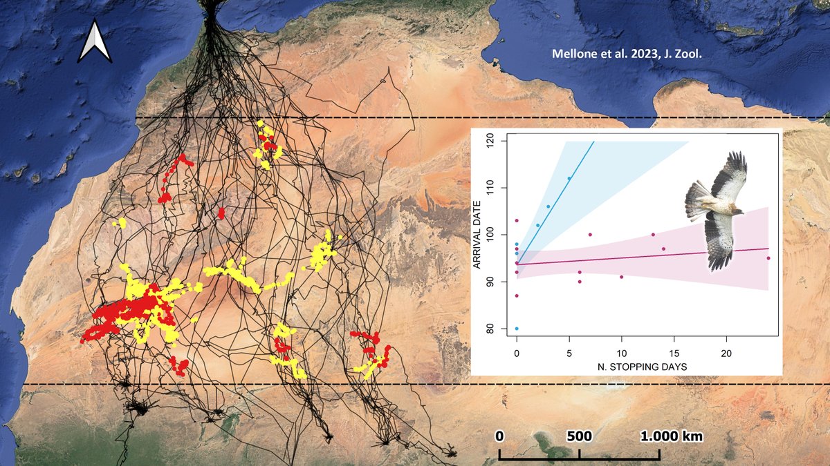 MelloneUgo's tweet photo. 2/6 #BOUsci23 #Break3
These wandering movements occur in hyper-arid areas without vegetation cover, especially in females during spring. Unlike males, they buffer the potential delay with an earlier migration start, suggesting that this behaviour is followed deliberately https://t.co/FEswmLtqmJ