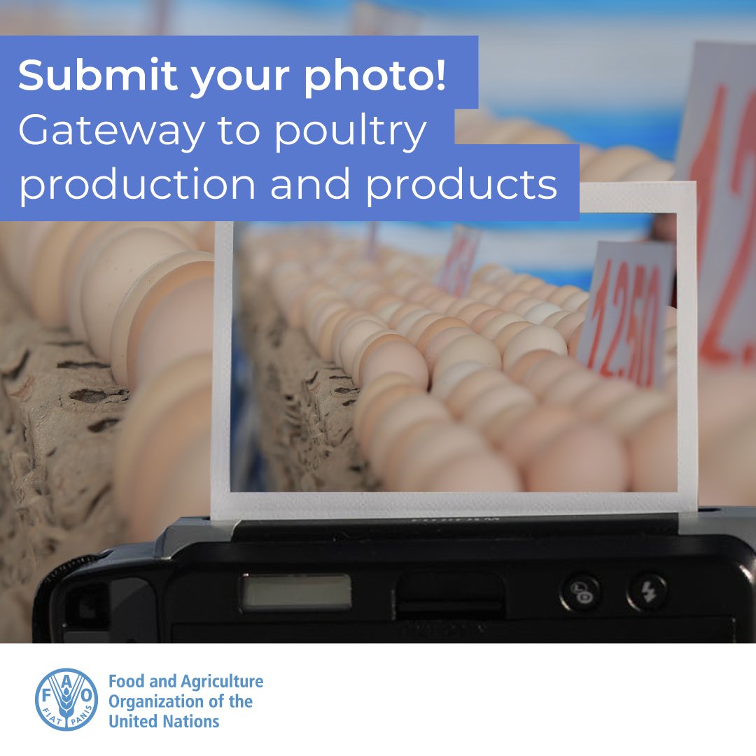 FAO Livestock (@faolivestock) on Twitter photo πΈ Photo contest | Submit your photos on #poultry for the month of November!
πCheck out the October winner: fao.org/poultry-producβ¦
π© Submit your photo: bit.ly/2W6Gbvd
π Check <a href="/FAO/">Food and Agriculture Organization</a> poultry gateway: bit.ly/3BSPmoh πΈ Photo contest | Submit your photos on #poultry for the month of November!
πCheck out the October winner: fao.org/poultry-producβ¦
π© Submit your photo: bit.ly/2W6Gbvd
π Check <a href="/FAO/">Food and Agriculture Organization</a> poultry gateway: bit.ly/3BSPmoh