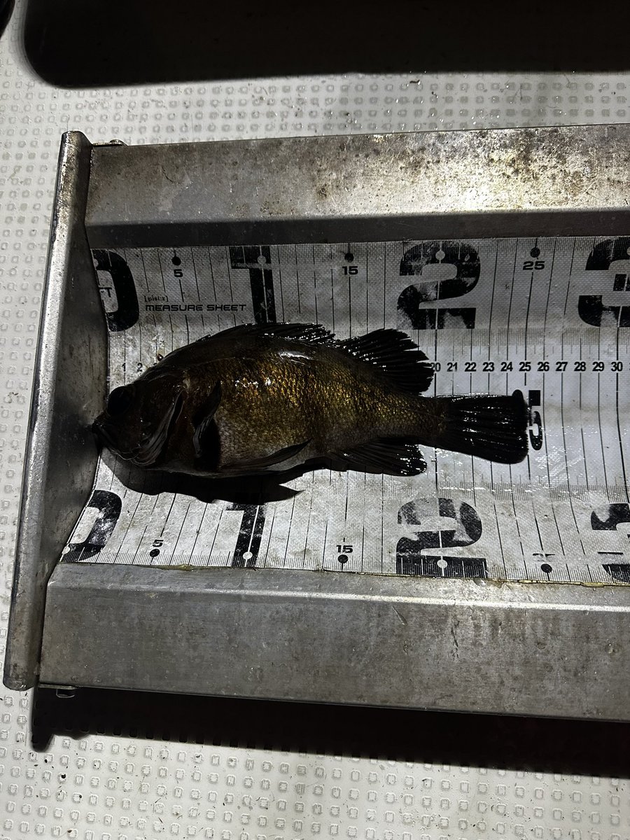 名古屋港エリア
TOP-GUN名古屋の中乗り♬
今日は メバル便 
#メバル #ロックフィッシュ #カサゴ #ガシラ #アジ #シーバス #ボートメバル