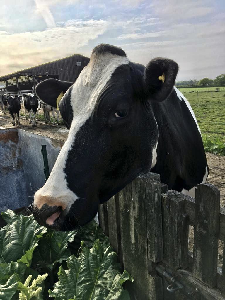 Exciting opportunity to join the Ruminant Research Group at the University of Liverpool for a funded PhD @NLD_BBSRCDTP <a href="/LivUni_IVES/">Inst of Infection Veterinary & Ecological Sciences</a> <a href="/UoL_LHW/">UoL Livestock Health</a> @livunivets #digitaldermatitis 
#healthyfeet #phdlife #farmvets 

findaphd.com/phds/project/b…