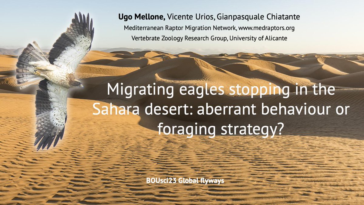 MelloneUgo's tweet photo. 1/6 #BOUsci23 #Break3
We analysed tracks of GPS-tagged booted eagles breeding in Spain and wintering in Sahel focusing on the Sahara crossing. Anomalous segments occur in 35% of the migratory journeys, lasting up to 31 days
(average: 5.9) and being not related to wind conditions https://t.co/3IxDMx94BP
