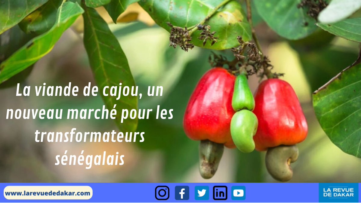 Des entrepreneurs sénégalais ont découvert que le fruit du #cajou pouvait être transformé en une sorte de viande.

➡️  Lire l'article :   shorturl.at/BHJN1

#Casamance                    #Senegal                    #Kebetu