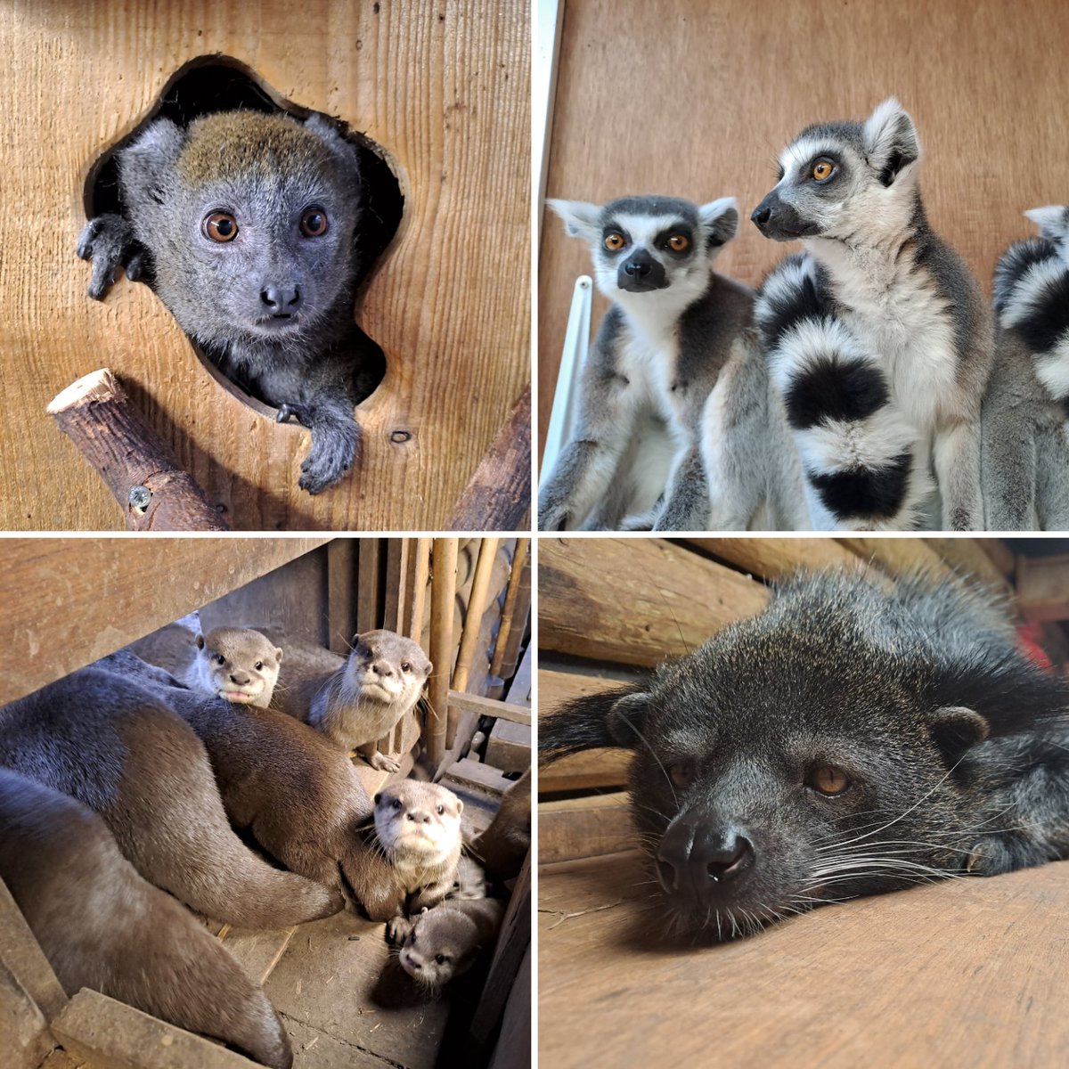 🐾 Facebook Live - Viewer's Choice 🐾 🦦 We'll have a special Viewer's Choice edition of our Facebook Live video! Let us know who you would like to see and we will do our best! 📱 We'll be live at 1PM tomorrow - see you then! #birminghamwildlifeconservationpark #facebooklive