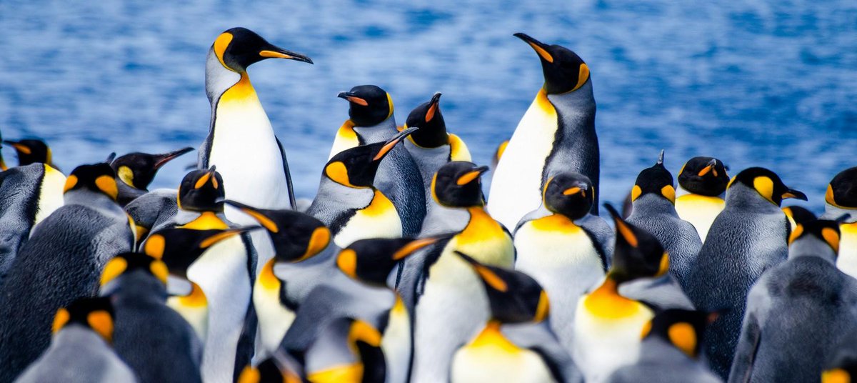 En amont de la #COP28, découvrez le rôle des Terres australes et antarctiques françaises <a href="/TAAFofficiel/">Terres australes et antarctiques françaises (TAAF)</a> dans la régulation du climat &amp; la préservation de la biodiversité.

Des tropiques à l’Antarctique, zoom sur ces véritables laboratoires à ciel ouvert👉bit.ly/47HB6eJ