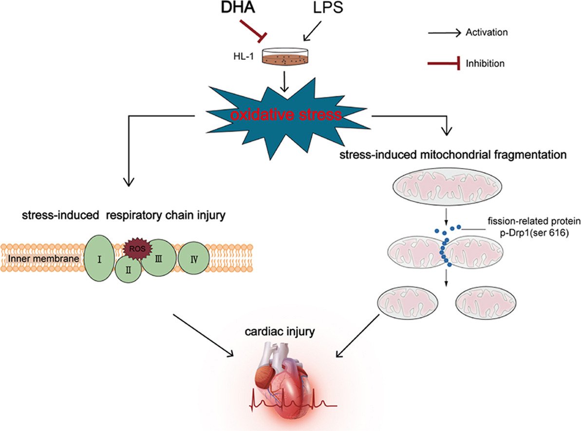 Our data suggest that DHA conferred cardioprotection by alleviating oxidative stress-induced apoptosis, which may be associated with alleviation of stress-induced mitochondrial fragmentation.
sciencedirect.com/science/articl…