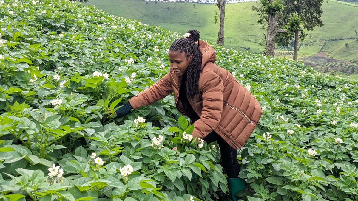 CyuzuzoHortence's tweet image. Agriculture becomes a true passion when liking what you do transforms into a commitment to nourish the world 💚💚.  Finding joy in simplicity of landscape's appearance of well cultivated fields.
#savegreen
#SustainableAgriculture
#PotatoFarming