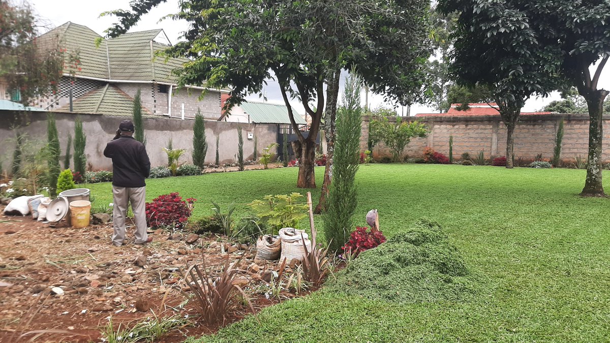 MainaKaibere's tweet image. Final mowing at 90days and handover to the client. He'd unsuccessful tried to grow a lawn for 10mnts. Then his son called us.....the rest is history. We are the plant whisperer. #Landscaping #MjengoHub