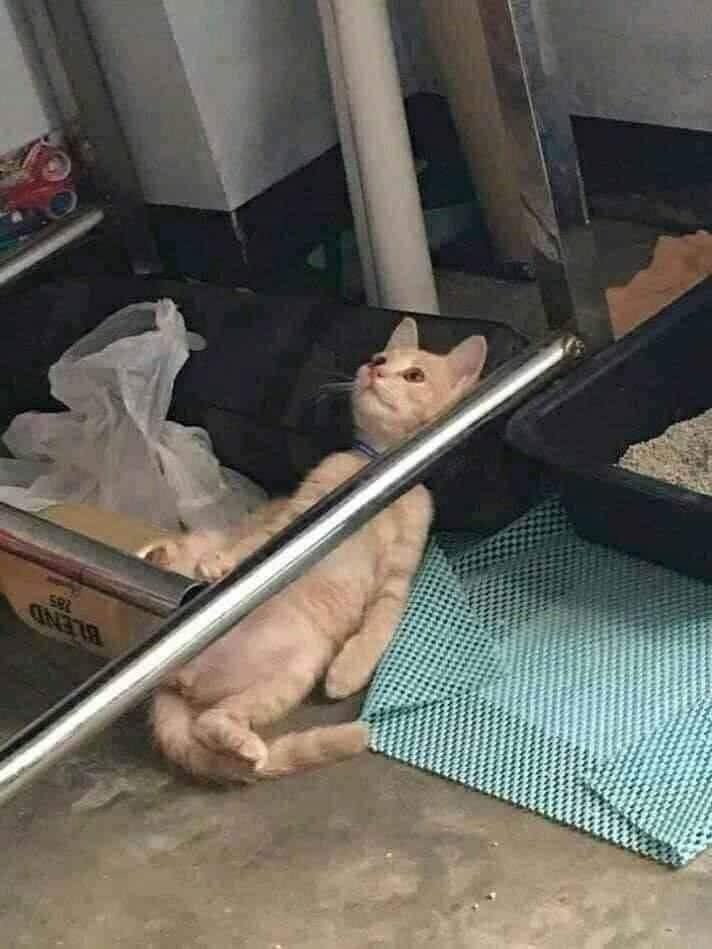 Kao khi biết tin hết tiền hết tình đau đớn làm kao
#Cat #Funny