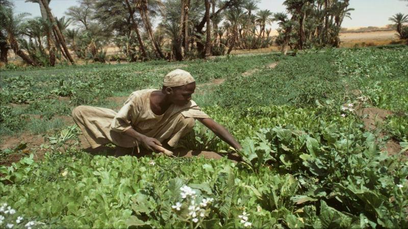 👩‍🌾بعد شهرين فقط من الاستقلال، قمعت الدولة السودانية المستقلة حديثا الشعوب المحتجة على السياسات الزراعية وقتلت أكـثر من 200 مزارع في “مـشروع جودة” بحبسهم في مخزن ضيق حتى هلكوا اختناقا. قصة النضال الشعبي السوداني ضد نظام الطاعة مقابل #الغذاء: tinyurl.com/59urmz59 #السودان