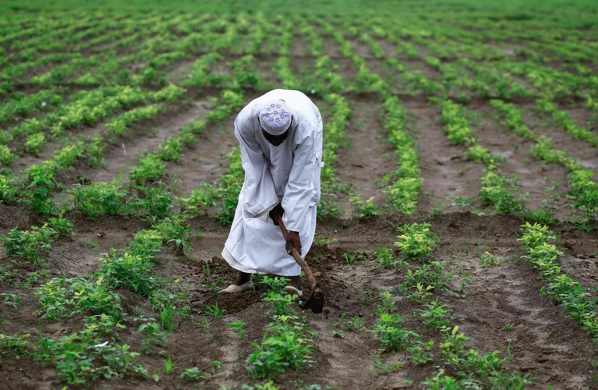 🧑‍🌾في #السودان، حفز الاحتلال السكان على استبدال زراعة غذائهم بزراعة المحاصيل ذات الطلب العالي في الأسواق العالمية. كانت النتيجة انهيار الأنظمة الغذائية المحلية والتدرج في فقدان السيادة الغذائية حتى السقوط في حلقة #الجوع الشريرة. وقد حافظ حلفاء الاستعمار على استمرار نفس السياسات👇