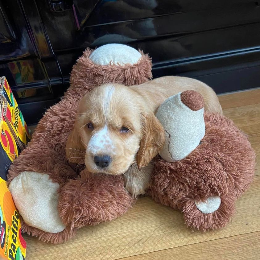 HearingDogs's tweet image. That cosy Sunday feeling 🧸💤

We've all been there but looks like little Dougie has certainly found the best spot in the house to comfy!
