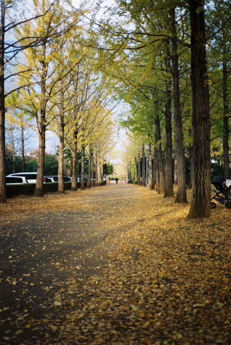 TkZW46's tweet photo. 寂しくない人なんていない。
#フィルムカメラ #フィルム写真
#filmphotography #filmcamera
#kyoceraslimt #yashicat4 #kodakcolorplus200 https://t.co/yIxgzCbn8B