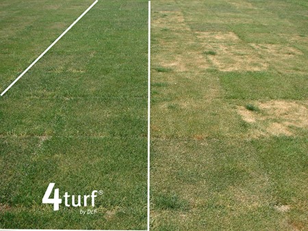 DLF_Seeds's tweet photo. 4turf® varieties shine in year-round green grass. Rapid spring root growth, protects against drought, and summer resilience is proven in trials. Uncover how 4turf® can transform your vision of year-round green grass into a reality: https://t.co/bZBRNuy66Q
#4turf https://t.co/TfpBdYXwWu