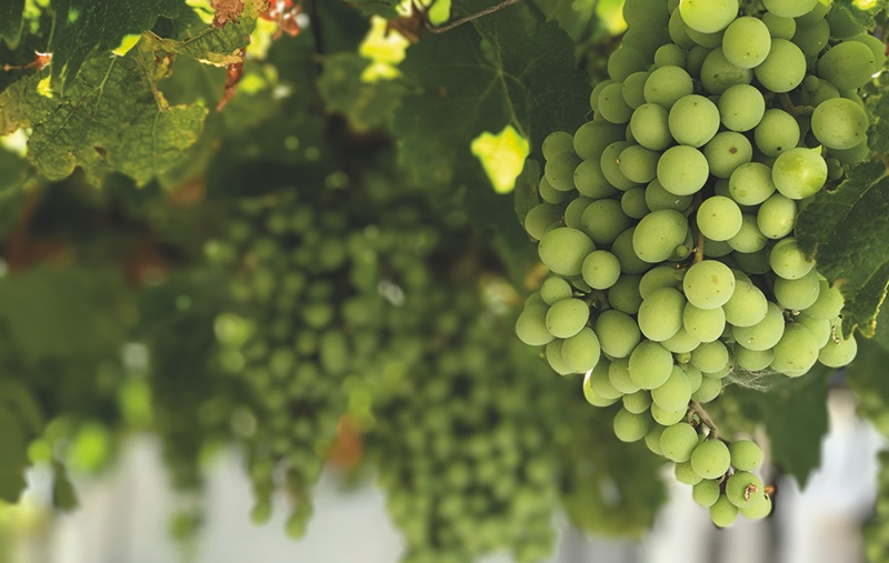 Amidst climate opportunities, climate risks remain says new paper which explores adaptation to climate change in the #ukwine sector #englishwine #wineGB sciencedirect.com/science/articl…