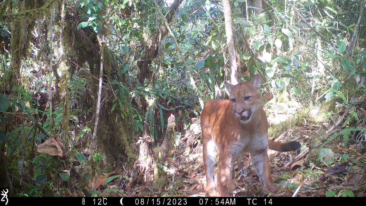 Check out this magnificent puma at the Neblina Reserve, Ecuador! The puma is found in a large range of habitats and has the largest range of any terrestrial mammal in the Western Hemisphere: from Canada right through to the southern tip of Chile. Thank you @naturespy 💚