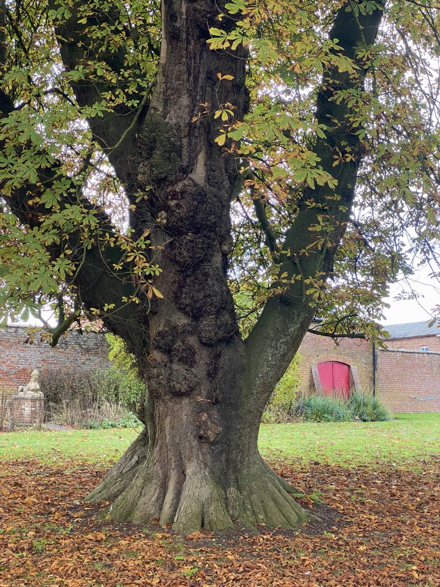 Happy #ThickTrunkTuesday everybody #tree #autumn2023 #Yorkshire