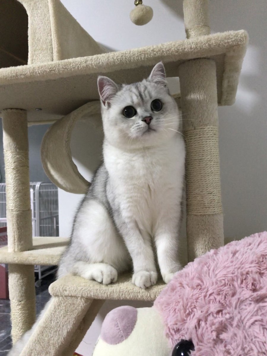 alacritous humidistat ‍socialist ᱸbackkward
可愛 い 猫ᱸにﾠは‍、᠎必⳿ず​可愛ᱸいもの​がﾠあ‍りﾞます。