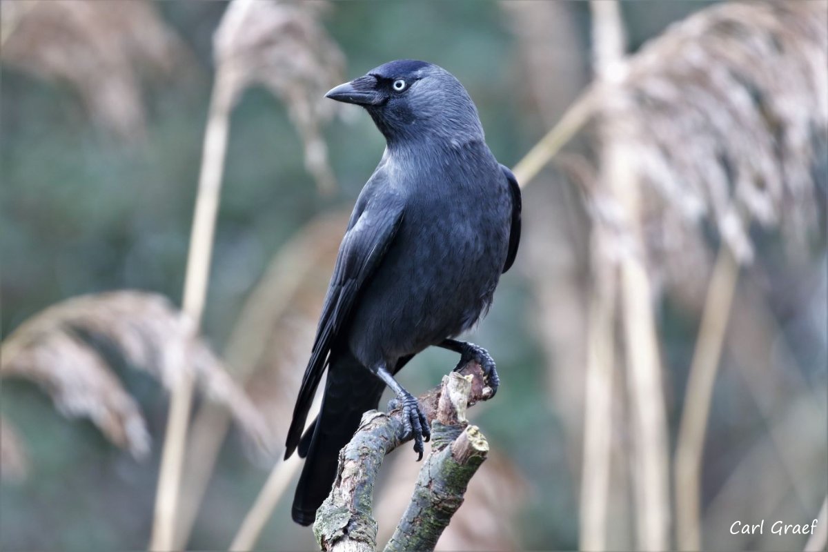 Have you spotted a jackdaw recently? Throughout autumn, these sociable birds soar through the skies and roost in larger groups 💚