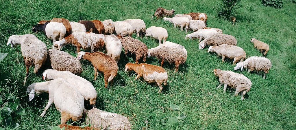 Markasaasira's tweet photo. Why did they call them #poormanscows it's the major advantage of raising them #manure #firstmultiplication #smallland #lowmotarity.... https://t.co/CtGGqaH86j