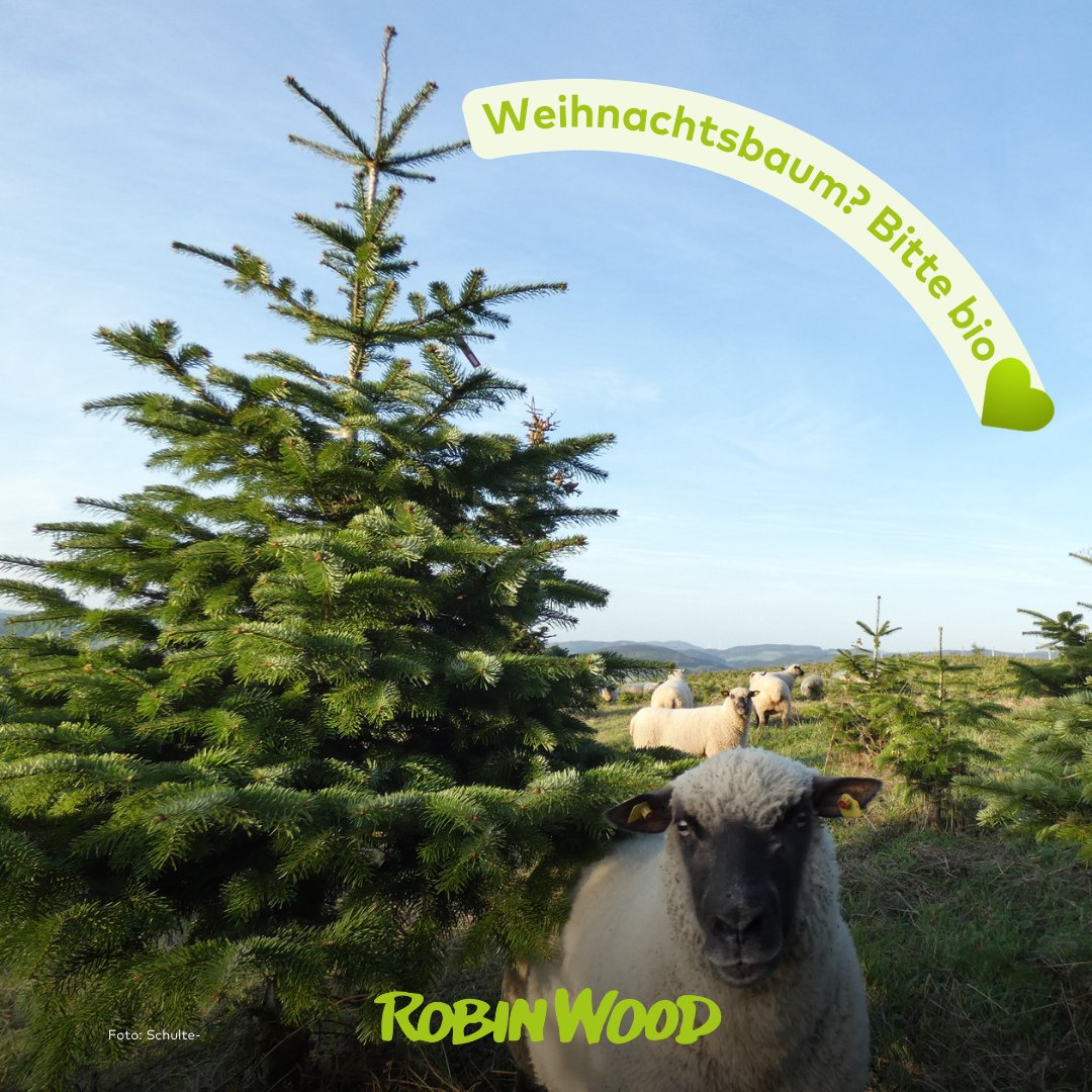 robin_wood's tweet photo. Xmasbaum? Wenn, dann bitte bio und ohne Pestizide und Kunstdünger – besser für Mensch, Tier, Umwelt! Mehr Infos und die aktuelle Liste für Bio-Weihnachtsbäume findest du hier: https://t.co/Lspslw9oip

#Weihnachtsbaum #Umweltschutz #Weihnachten2023 #Tannenbaum https://t.co/opG90k5GOE