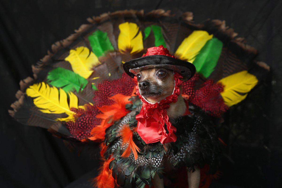 Honest_To_Paws's tweet photo. Happy #Thanksgivingweek one and all! 

📸: Getty Images https://t.co/R3ULIqhEeU