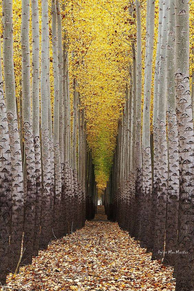 MelsBracelets's tweet photo. Autumn, structured beauty #autumnphotography #autumnfalls #AutumnStatement #Autumn #AutumnVibes #autumnfeeling #yellow #Aspen #trees #leaves #wildlifephotography #wildlife #NaturePhotography #nature #NatureBeauty #naturelover K818 https://t.co/L0ZWsc3LA1