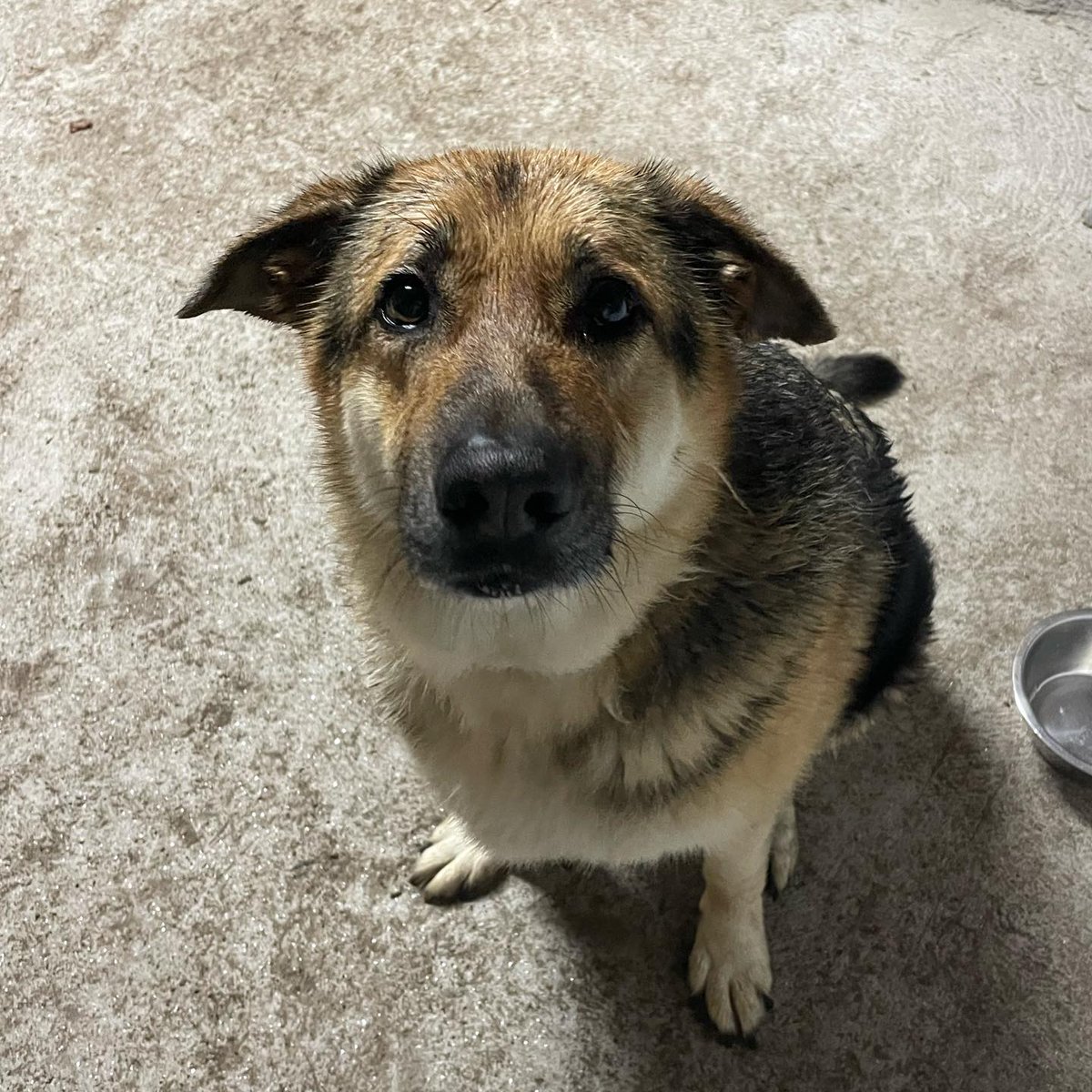 #Pontevedra
Nada más y nada menos que 7 años son los que lleva #HOMER esperando a que alguien lo quiera...

Bueno, noble y sociable con otros perros y también con gatos. Por ahora nadie se ha animado a dar una oportunidad y eso que ya lleva tiempo en el refugio.

Le gusta mucho