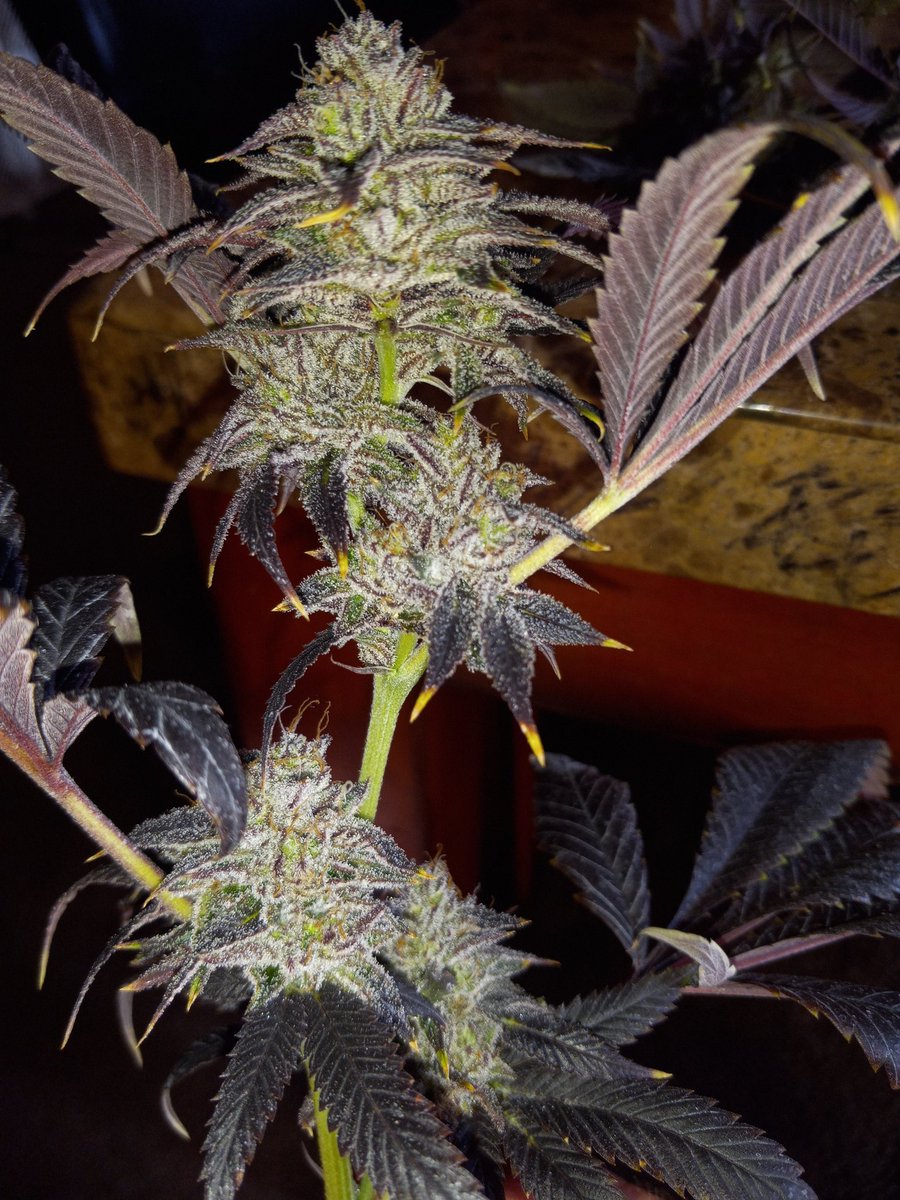 PStarseed420's tweet photo. Giveaway time everybody! 4 strains going to 2 different people Friday 11/24/23!

1) Sloppy
2) GMP 
3) Metatron's Cube
4) Mendo Punch

Like, retweet, and follow along. Pick a number from 1 - 5,000. No duplicates! First come first served! #CannabisCommunity
#CannaLand #WeedLovers https://t.co/mbuVtW6B4y