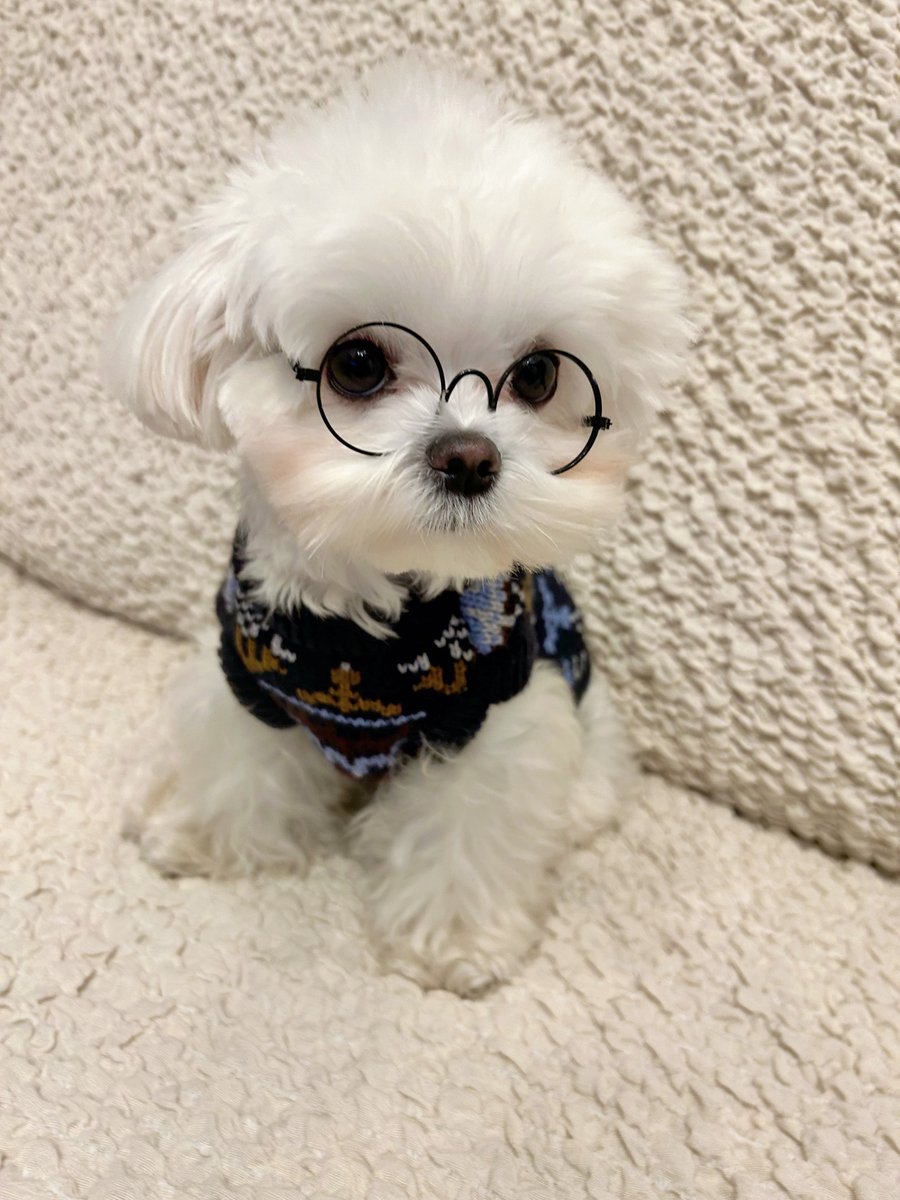 rhizogenesis ﾞscotchman
一᠍番ﾠいﾞい‍犬です