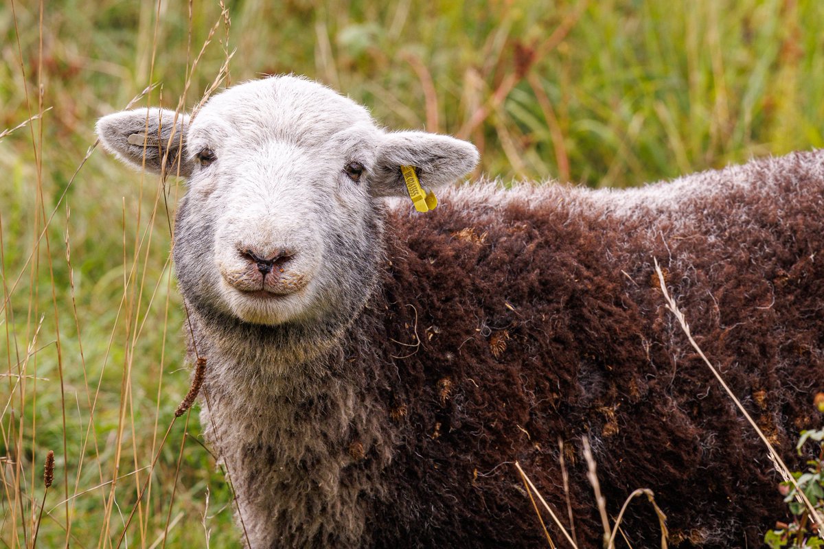 BCConservators's tweet photo. ** VISITOR NOTICE **
A reminder to dog walkers that there are livestock grazing on #BansteadDowns & #ParkDowns
Dogs must be kept on leads at all times when walking by the livestock enclosures ๐พ
Working together we can keep the @Downygrazers happy & safe this winter.
๐ https://t.co/9mUxJ9o2sp