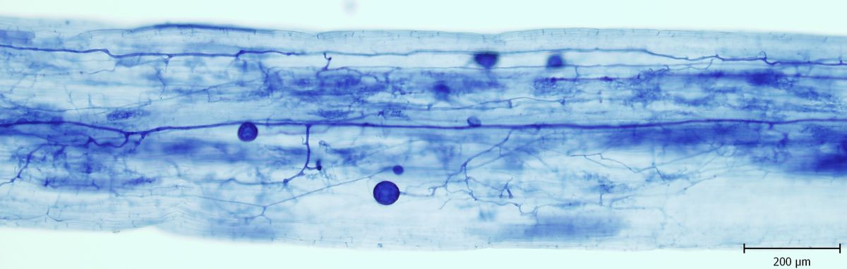 🍄Téměř 8500 vzorků a více než 50 milionů pozorování zahrnuje největší světová databáze arbuskulárně mykorhizních hub – tedy mikroskopických hub, které prorůstají kořeny cévnatých rostlin a navzájem si pomáhají. 

🍄Zveřejnili ji vědci z Mikrobiologického ústavu AV ČR a