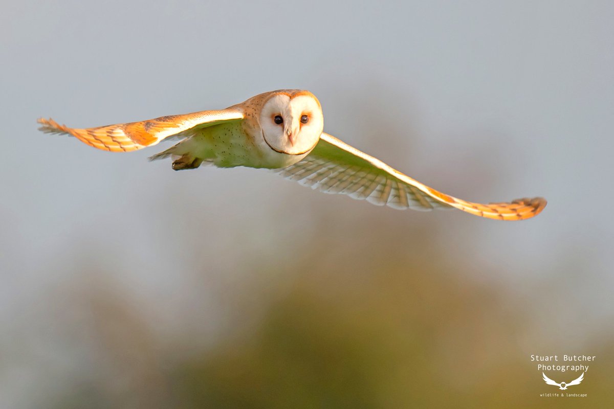 Stuphotoman's tweet photo. A barn owl hunting in soft autumn sunlight recently... Beautiful!👌🦉🌤️ @NorfolkMagazine @BarnOwlTrust @WildlifeMag @BroadsNP @NorfolkWT #wildlife #photography #birds #Autumn https://t.co/LQWPkYVX8i