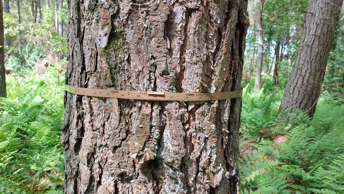 Forest_Research's tweet photo. 🧍🌲 Justin Thomas, the owner of a small woodland, shares his experience participating in the #ForestLab ‘Tree Growth’ project, which aims to improve understanding of the response of trees to woodland management.

Please read the case study here: https://t.co/2jonmlHcKo
@FR_CCRG https://t.co/fy5ue1b1sl