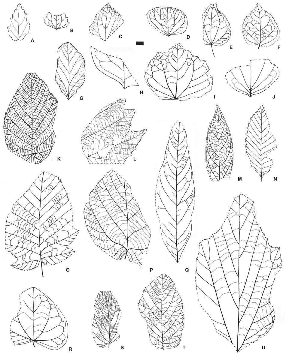AsiaPaleofloras's tweet photo. The early #Paleocene (#Danian) #climate of #Svalbard based on #palaeobotanical data
https://t.co/QbpyFo1KLz https://t.co/auiPjWTRpF