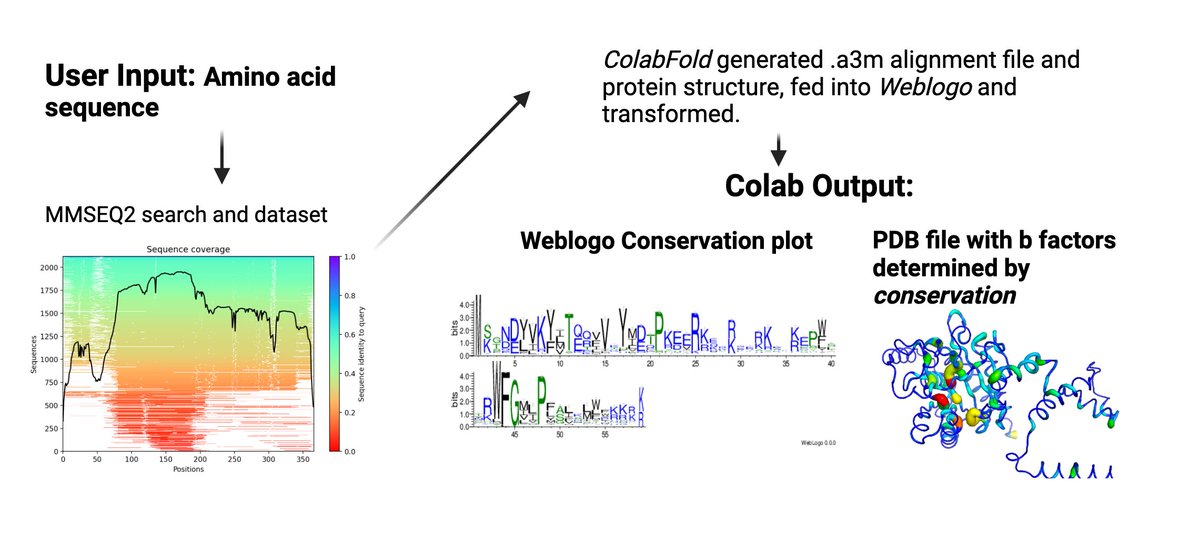 Chris LB Graham (@chrislbgraham) on Twitter photo We made a little conservation of amino acids tool, combining Weblogo and ColabFold, which you can run in the browser with a single sequence. Since some major conservation servers are down. Hope it's useful! rodrigueslab.com/resources <a href="/CRodriguesLab/">Rodrigues Lab</a> <a href="/pstansfeld/">Phill Stansfeld</a> <a href="/sokrypton/">Sergey Ovchinnikov</a> We made a little conservation of amino acids tool, combining Weblogo and ColabFold, which you can run in the browser with a single sequence. Since some major conservation servers are down. Hope it's useful! rodrigueslab.com/resources <a href="/CRodriguesLab/">Rodrigues Lab</a> <a href="/pstansfeld/">Phill Stansfeld</a> <a href="/sokrypton/">Sergey Ovchinnikov</a>