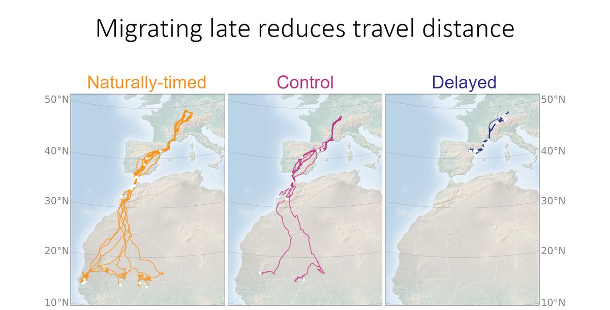 4/6 #BOUsci23 #SESH2

Our results show that delayed storks migrated shorter distances than both control groups. Delayed storks also winter farther north in their second year, indicating long-term consequences of a delayed migration timing.