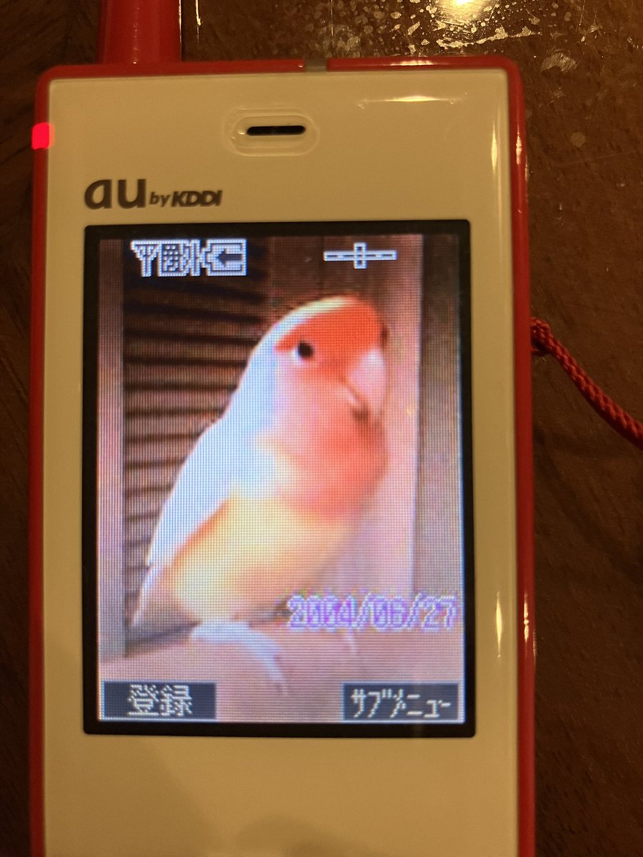 虹の橋を渡ってから丸2週間が経ちました🌈🐤悲しい気持ちはあるけれど皆さんのメッセージのおかげでかなり落ち着きました🙏ありがとうございます！このアカウントは残して過去の動画や写真などを載せていきますので引き続き宜しくお願いします🙇‍♀️

写真は19年前のぴーちゃん