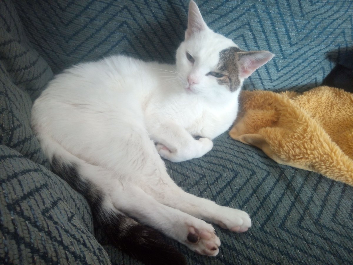 GreenbergPenn's tweet photo. @GraciesWorld3 Paws in https://t.co/7T51CGU33n