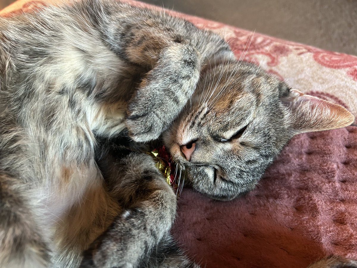 Happy #TakeANapTuesday my favorite day! I hope you are having a terrific day😻 #CatsOfX #CatsOfTwitter #TabbyTroop #tuesdayvibe #toebeanstuesday #tunatuesday #TacoTuesday