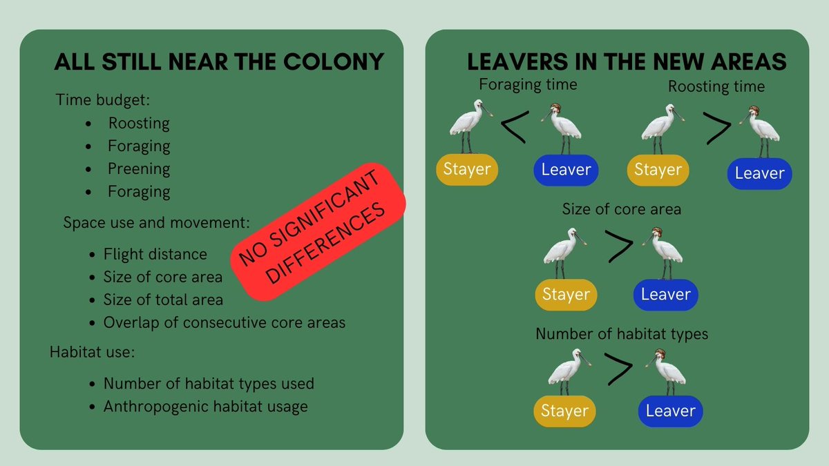 4/6 #BOUsci23 #BREAK2 We first compared traits between groups when all juveniles were still in the colony and found no differences. We then compared the same traits between stayers and leavers when these had reached the new areas, and differences were detected.