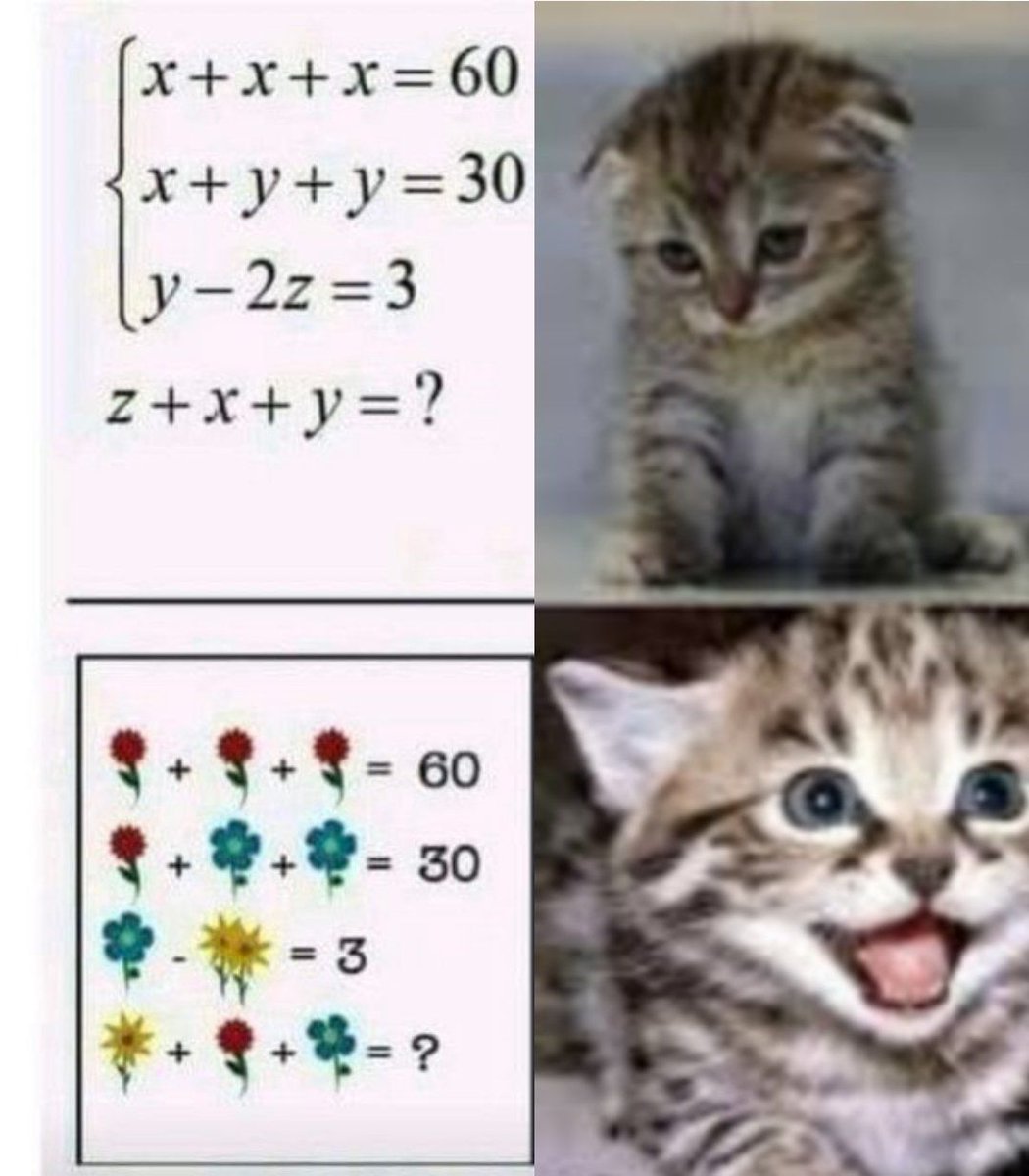 Why you should have a cat tweet media