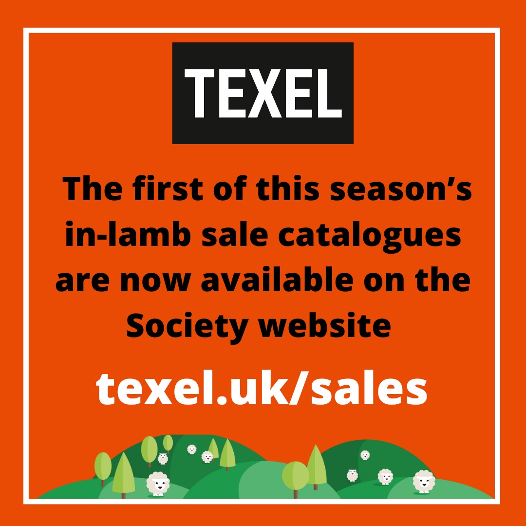 In-lamb sales kick off this weekend, with the first of the catalogues now available on the Society website. All catalogues will be added as they become available - texel.uk/sales