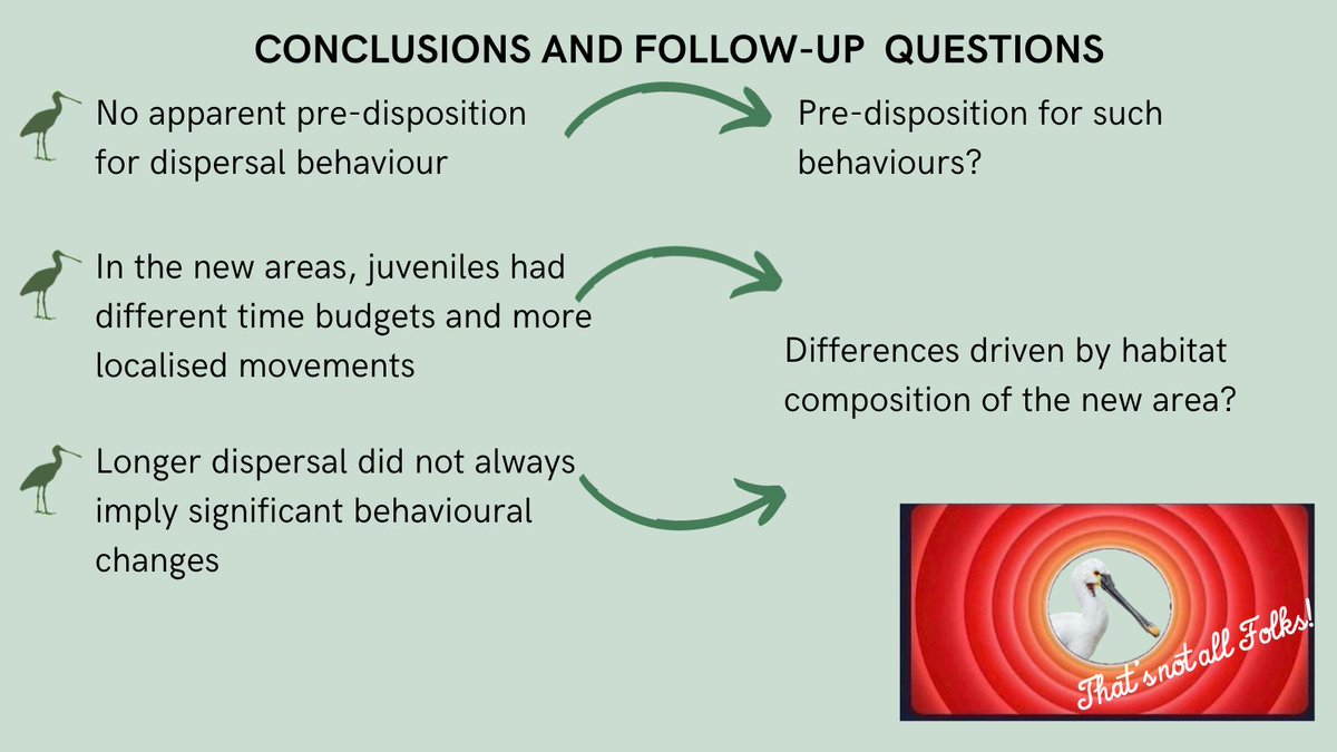 6/6 #BOUsci23 #BREAK2 Even though we still do not know what may cause the interindividual variation in behaviour, this work sheds some light on the behaviour of juvenile spoonbills in new areas. Thank you all for the attention!