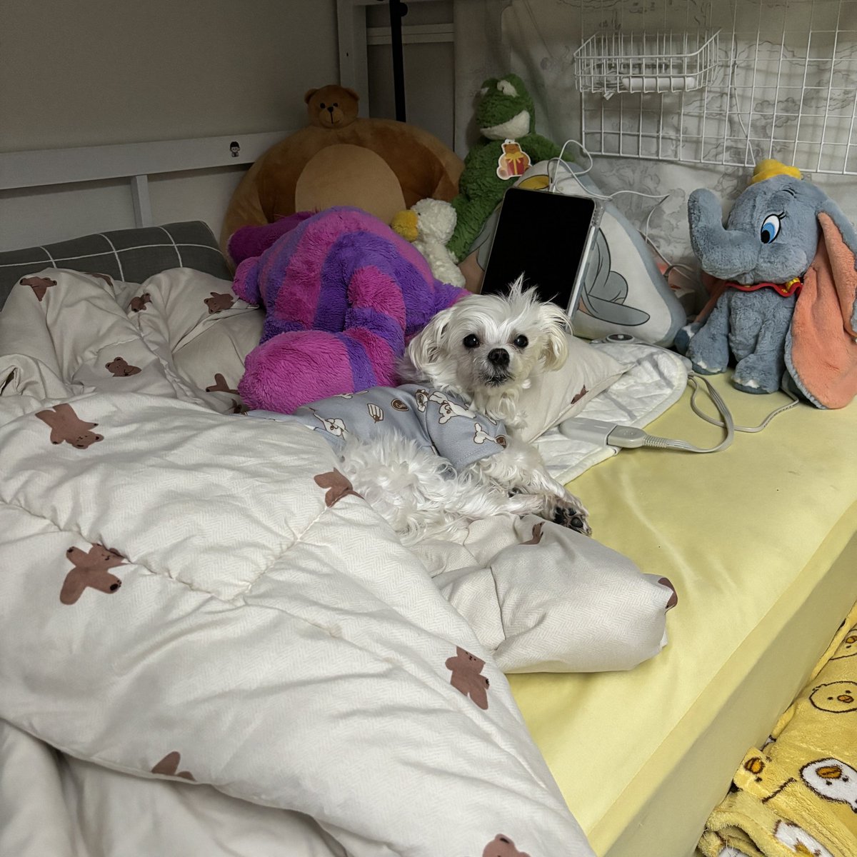 kds121215's tweet photo. 꿀잠 주무셨나요 https://t.co/bEsnxDs0ek