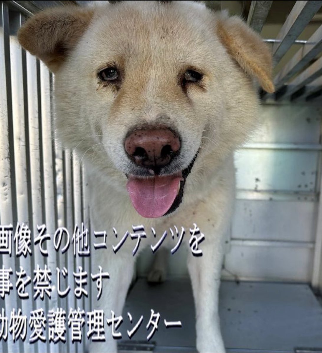 gollfe's tweet photo. 掲載3日間は外犬です
愛嬌のある顔です🫶🏻
管理棟に移送されないよう
応援してください🙇🏼‍♀️🙏🏻
雑種.オス. 中型大きめ.成犬
🆘徳島物愛護管理センター🆘
🚨掲載期限11月24日
11/21 阿波市市場町日開谷
#拡散希望RT協力お願いします
⚠️クレーム🆖
https://t.co/iMbmZUnT4e https://t.co/nCrncxcl6q