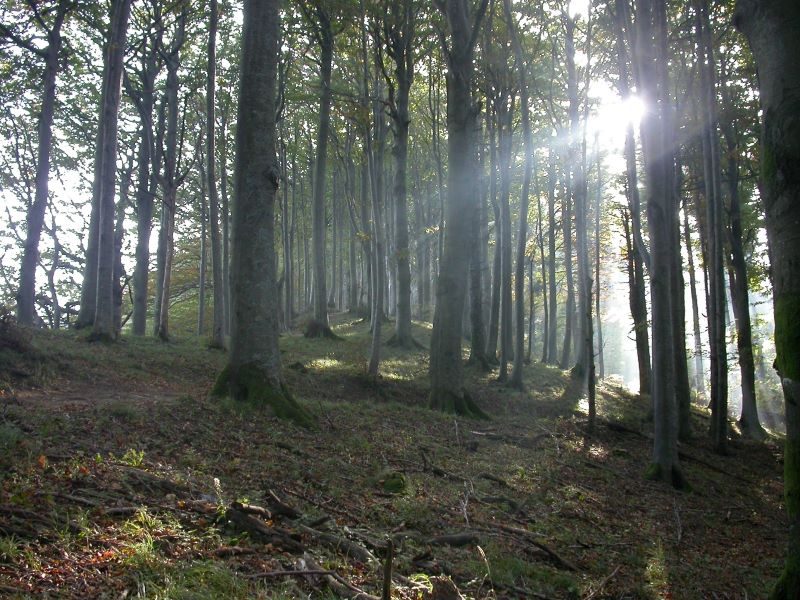 #Festadellalbero boschi e foreste patrimonio collettivo da tutelare e valorizzare. Santini: parliamo dei “benefici” ecosistemici di alberi, boschi e foreste; non di servizi. federparchi.it/dettaglio.php?…